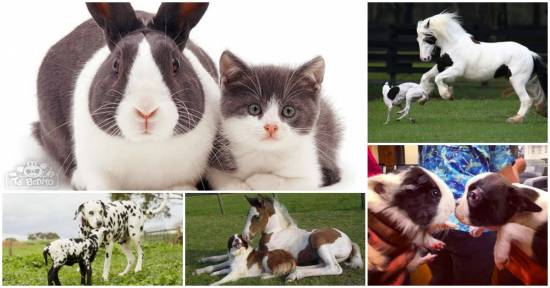 25 fotos de animais tão semelhantes que até pensamos ser possível serem filhos da mesma mãe